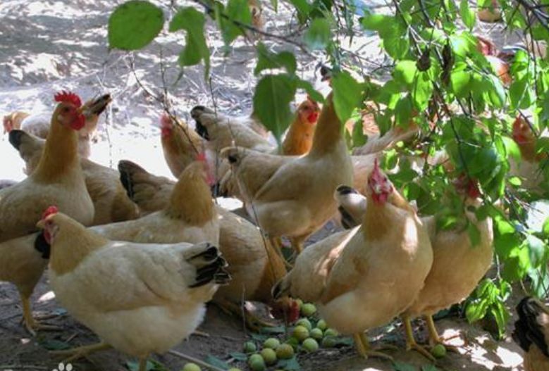 国家批准的硒产品有哪些(国家硒产品质检中心)-硒宝网