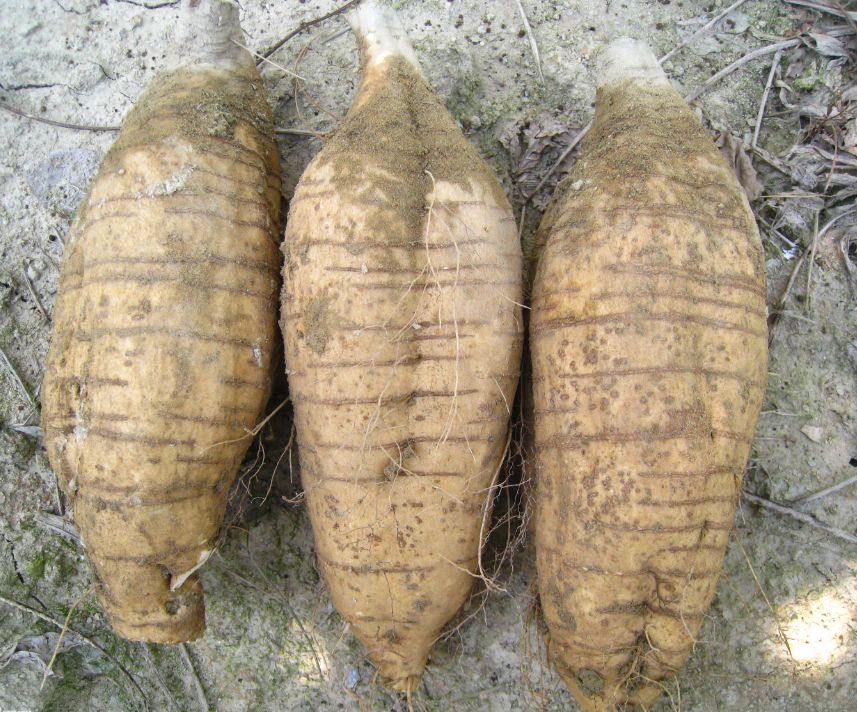 国家批准的硒产品有哪些(国家硒产品质检中心)-硒宝网