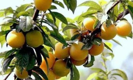 国家批准的硒产品有哪些(国家硒产品质检中心)-硒宝网