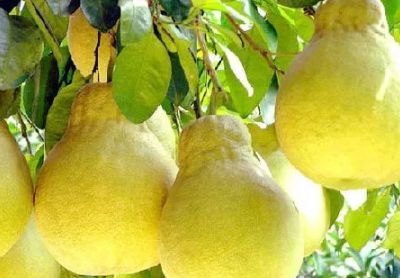 国家批准的硒产品有哪些(国家硒产品质检中心)-硒宝网