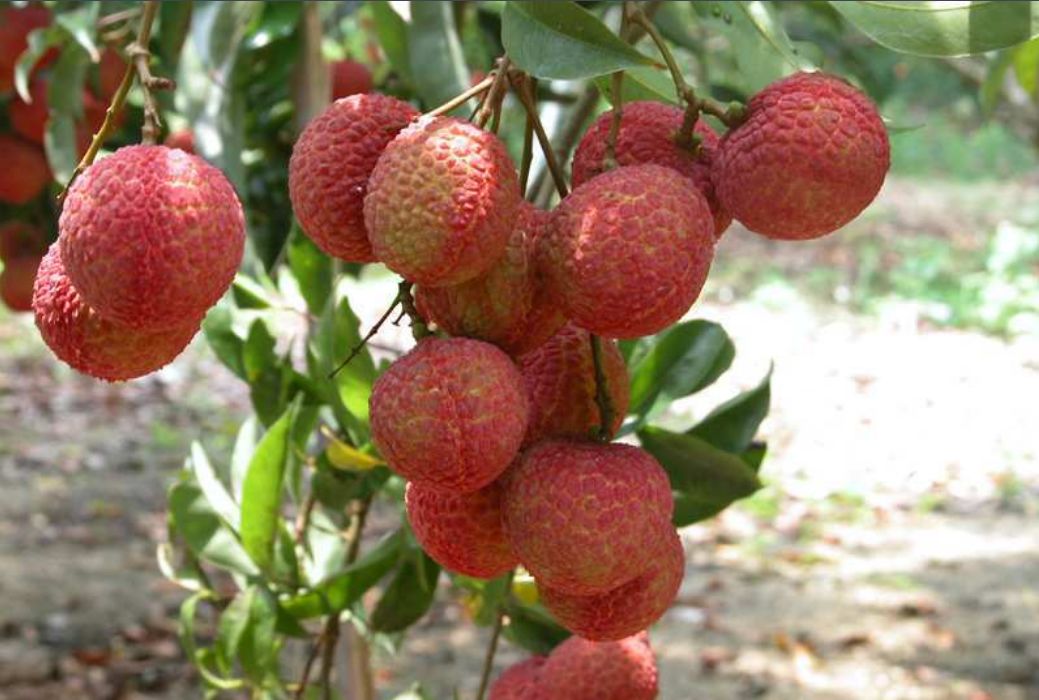 国家批准的硒产品有哪些(国家硒产品质检中心)-硒宝网