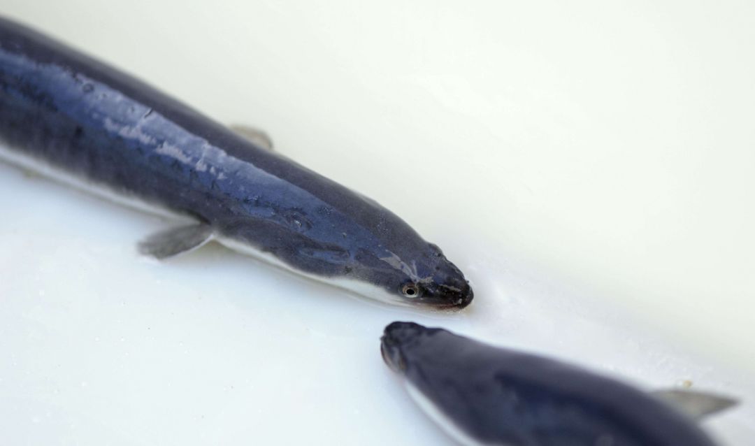 国家批准的硒产品有哪些(国家硒产品质检中心)-硒宝网