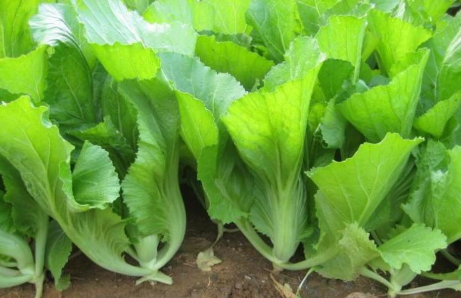 国家批准的硒产品有哪些(国家硒产品质检中心)-硒宝网