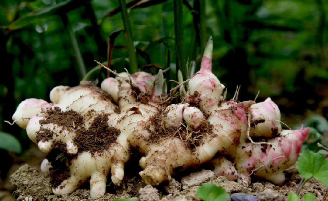 国家批准的硒产品有哪些(国家硒产品质检中心)-硒宝网