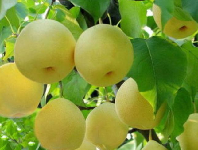 国家批准的硒产品有哪些(国家硒产品质检中心)-硒宝网