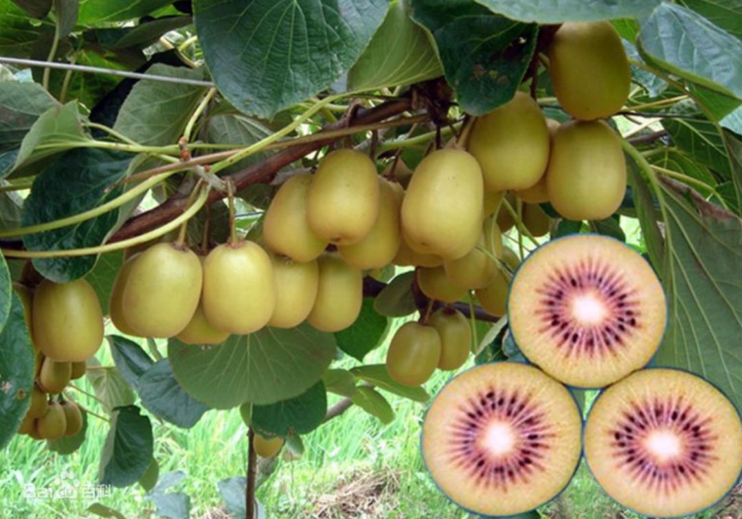 国家批准的硒产品有哪些(国家硒产品质检中心)-硒宝网