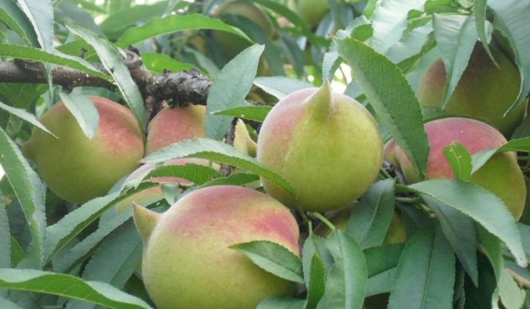 国家批准的硒产品有哪些(国家硒产品质检中心)-硒宝网