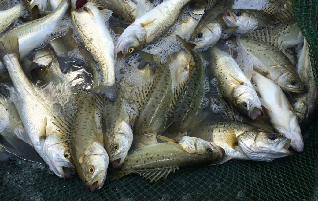 国家批准的硒产品有哪些(国家硒产品质检中心)-硒宝网