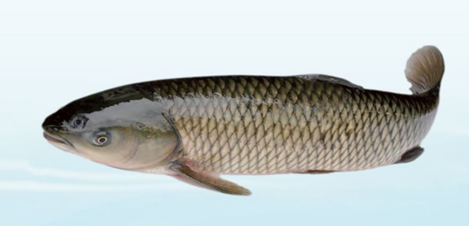 国家批准的硒产品有哪些(国家硒产品质检中心)-硒宝网