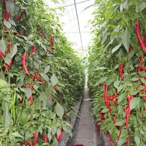 兴国富硒产品有哪些品牌(兴国富硒品牌产品有哪些)-硒宝网