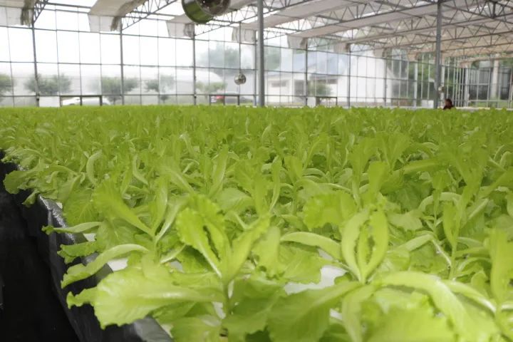 兴国富硒产品有哪些品牌(兴国富硒品牌产品有哪些)-硒宝网