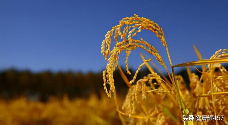 有机硒产品的功效与作用(硒主要功能)-硒宝网