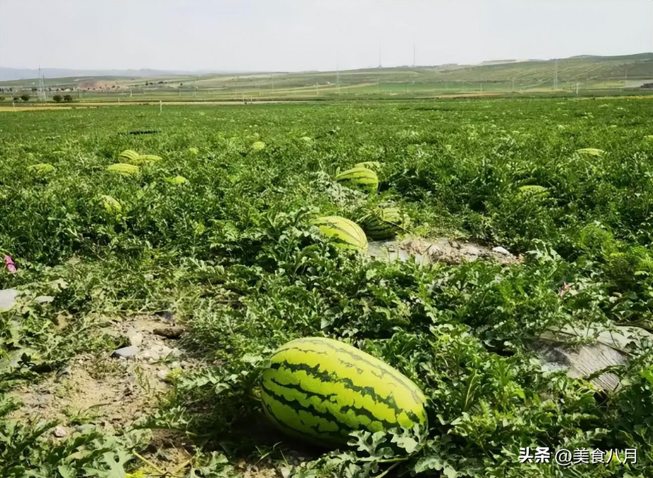 硒砂瓜可以做成哪些产品（硒砂瓜产业发展的问题）-硒宝网