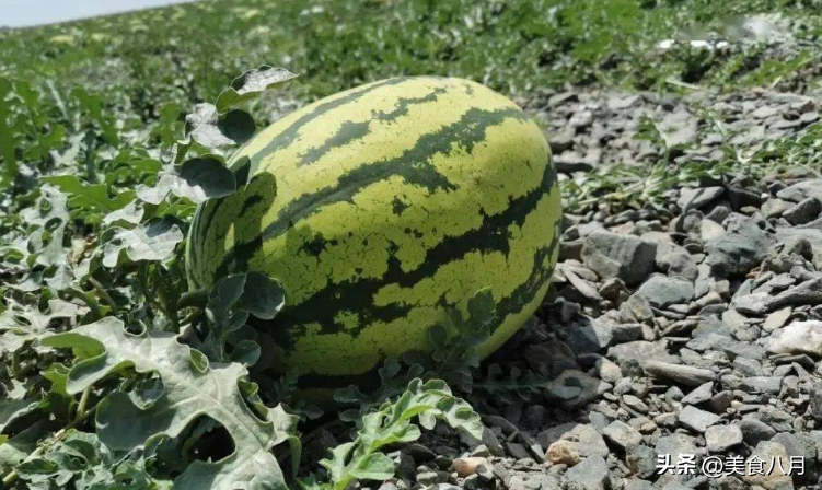 硒砂瓜可以做成哪些产品（硒砂瓜产业发展的问题）-硒宝网