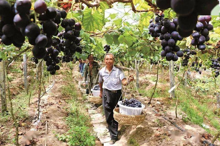 寿宁生态硒锌产品怎么样(寿宁锌橙简介)-硒宝网