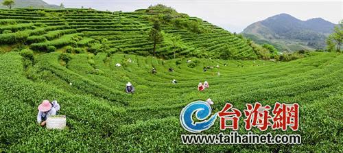 寿宁生态硒锌产品怎么样（锌硒生物素片）-硒宝网