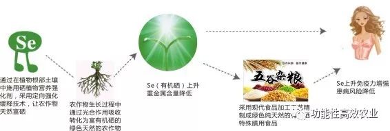 硒功能性产品有哪些品牌(性功能品牌产品硒有哪些)-硒宝网