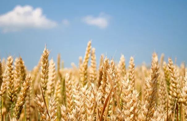 硒功能性产品有哪些品牌(性功能品牌产品硒有什么作用)-硒宝网