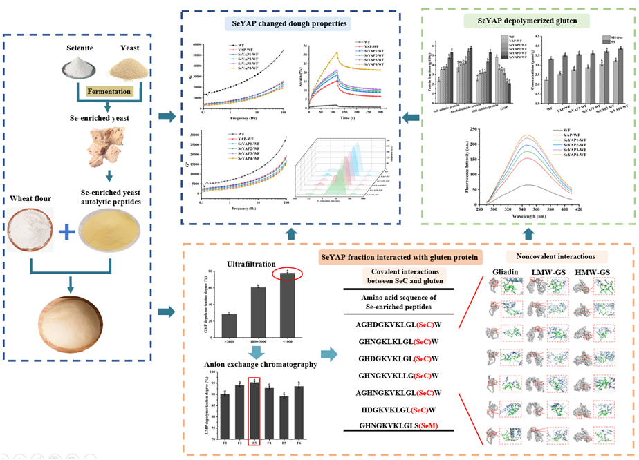 是谁发明了硒酵母的产品(酵母硒的生产工艺)-硒宝网
