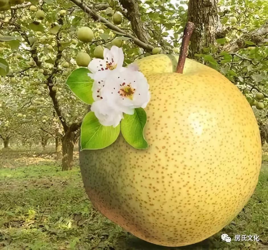 上海富硒认证有机农产品（富硒农产品认证机构）-硒宝网