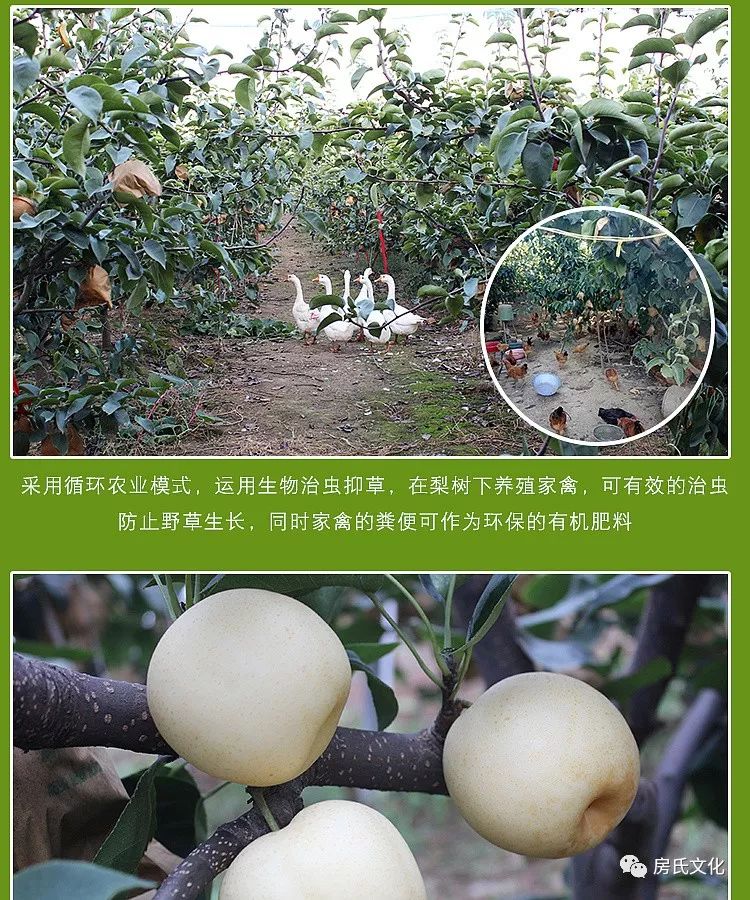 上海富硒认证有机农产品（富硒农产品认证机构）-硒宝网