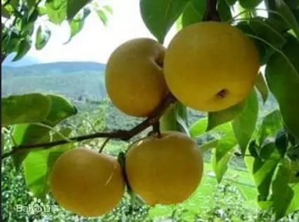 硒沙瓜是那里生产的产品（硒砂瓜产量）-硒宝网