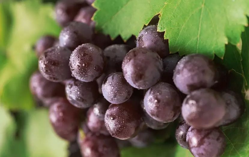 硒沙瓜是那里生产的产品（硒砂瓜产量）-硒宝网