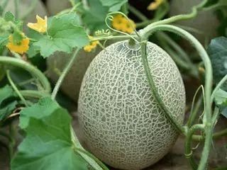 硒沙瓜是那里生产的产品（硒砂瓜产量）-硒宝网