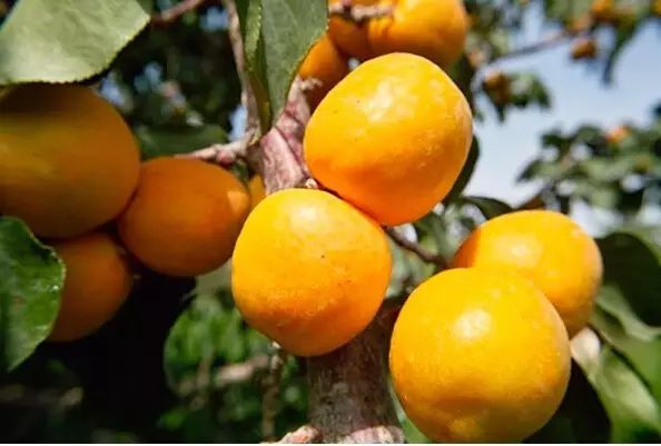 硒沙瓜是那里生产的产品（硒砂瓜产量）-硒宝网