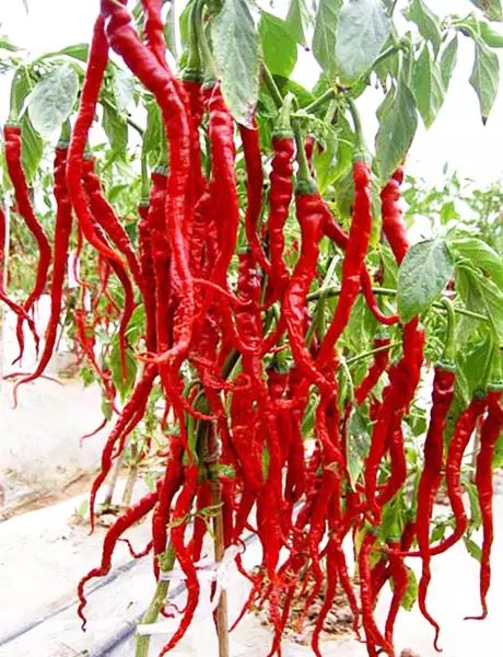 硒沙瓜是那里生产的产品（硒砂瓜产量）-硒宝网