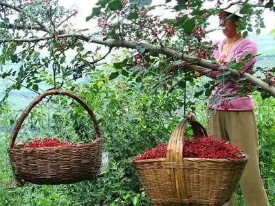 硒沙瓜是那里生产的产品（硒砂瓜产量）-硒宝网