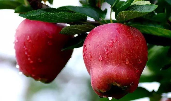 硒沙瓜是那里生产的产品（硒砂瓜产量）-硒宝网