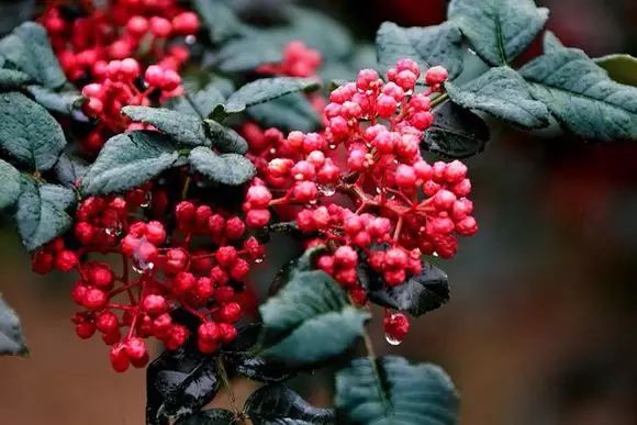 硒沙瓜是那里生产的产品（硒砂瓜产量）-硒宝网