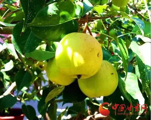 硒沙瓜是那里生产的产品（硒砂瓜产量）-硒宝网