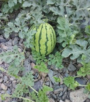 硒沙瓜是那里生产的产品（硒砂瓜产量）-硒宝网