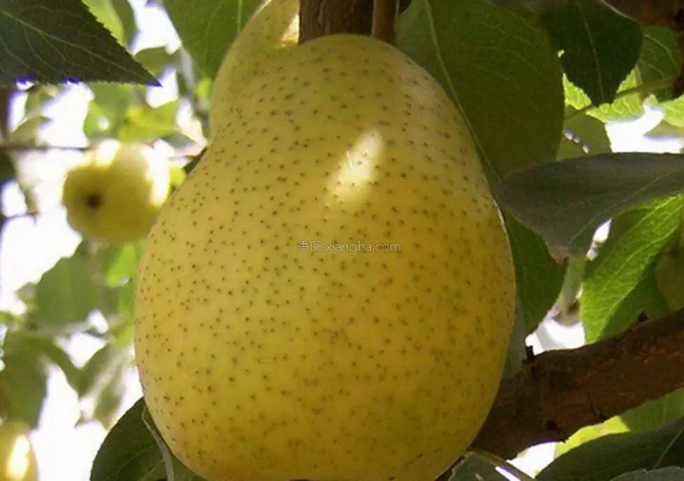 硒沙瓜是那里生产的产品（硒砂瓜产量）-硒宝网