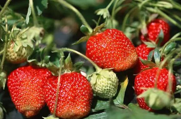 硒沙瓜是那里生产的产品（硒砂瓜产量）-硒宝网