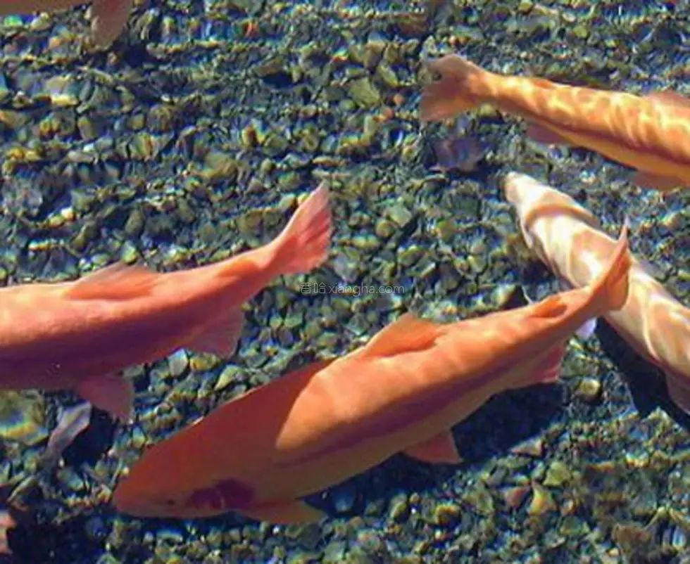 硒沙瓜是那里生产的产品（硒砂瓜产量）-硒宝网