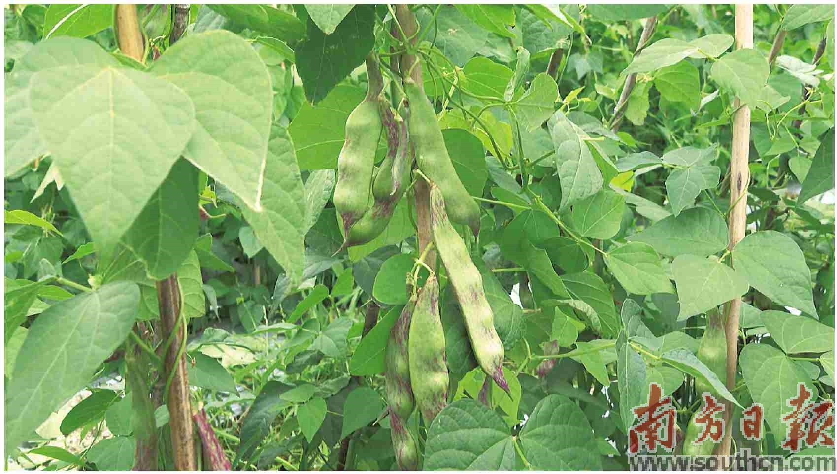 开阳中国富硒农产品之乡（开阳富硒宣传）-硒宝网