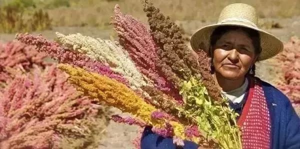 日本有硒产品吗知乎推荐(日本专家谈硒)-硒宝网