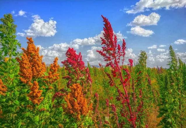 日本有硒产品吗知乎推荐(日本专家谈硒)-硒宝网