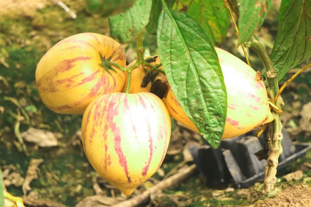 锌硒优质农产品品牌排行(锌硒片品牌)-硒宝网