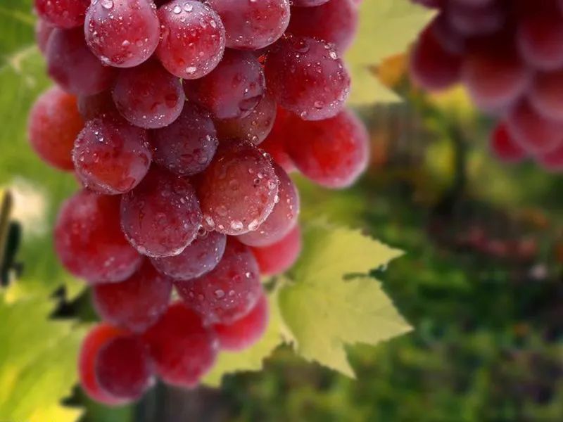 锌硒优质农产品品牌排行(锌硒片品牌)-硒宝网