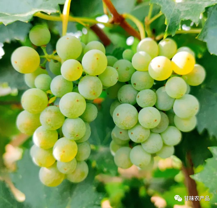 锌硒优质农产品品牌排行(锌硒片品牌)-硒宝网