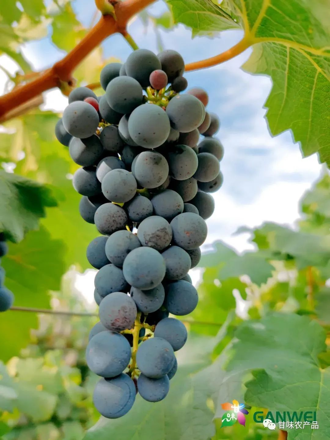 锌硒优质农产品品牌排行(锌硒片品牌)-硒宝网