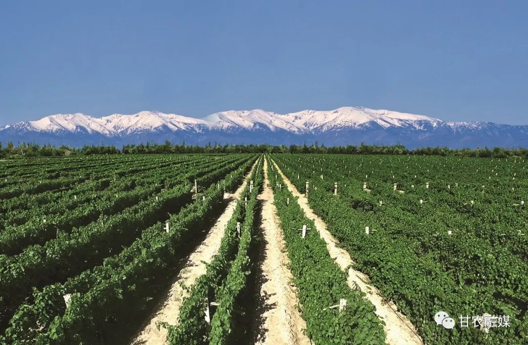 锌硒优质农产品品牌排行(锌硒片品牌)-硒宝网