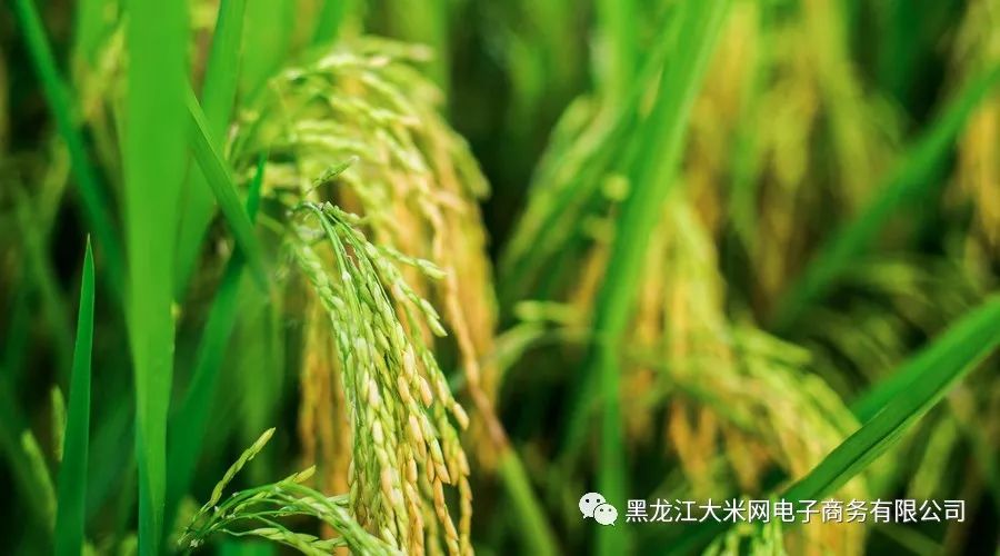 晋中富硒农产品认证机构(富硒农业)-硒宝网