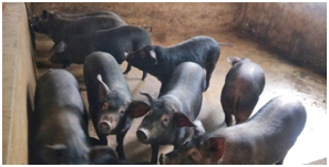 农产品硒元素太高好不好(好农源公司)-硒宝网