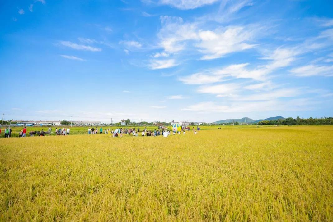 中国农科院硒产品价多少（中国农科院生产的硒多少钱一盒）-硒宝网