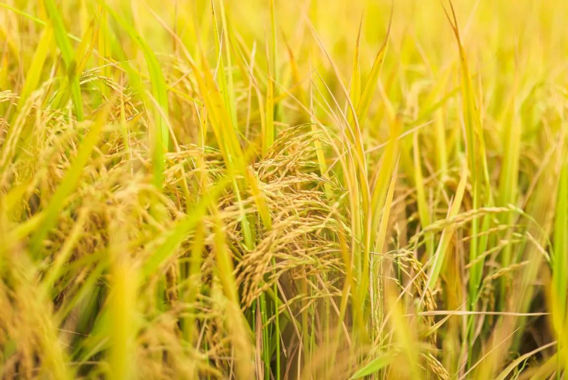 中国农科院硒产品价多少（中国农科院生产的硒多少钱一盒）-硒宝网